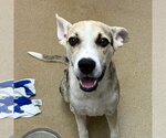 Small #1 Catahoula Leopard Dog Mix