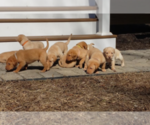 Small Photo #1 Labrador Retriever Puppy For Sale in GALENA, MD, USA