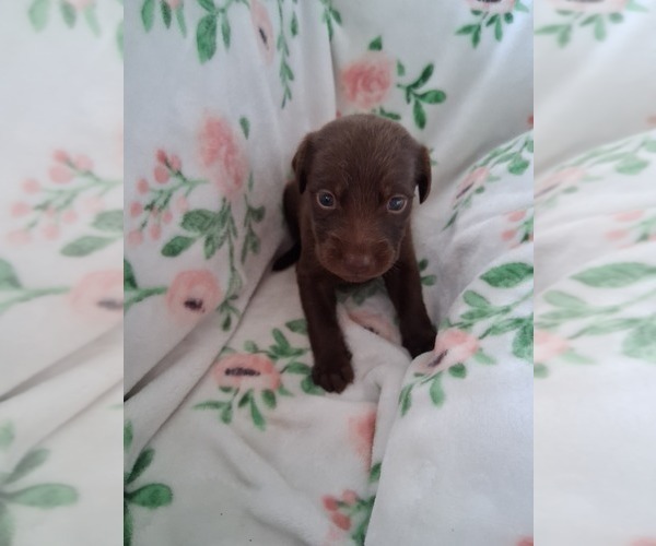 Medium Photo #6 Belgian Malinois-Unknown Mix Puppy For Sale in FITZGERALD, GA, USA