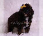 Small Photo #59 Poodle (Toy) Puppy For Sale in WARSAW, IN, USA