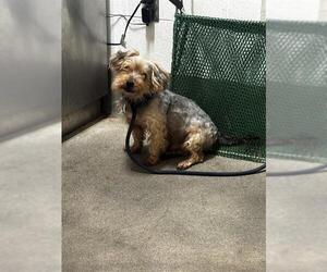 Mutt Dogs for adoption in Forestville, MD, USA