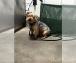 Small Mutt