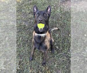 Mutt Dogs for adoption in Riverside, CA, USA