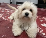 Small #5 Maltipoo (Miniature)