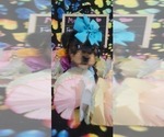 Small Photo #24 Yorkshire Terrier Puppy For Sale in AKRON, OH, USA