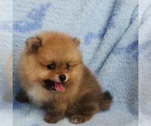 Miniature Spitz Puppy for sale in HOMESTEAD, FL, USA