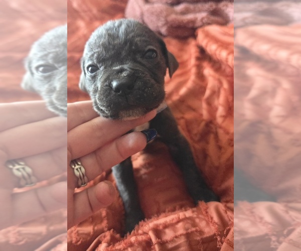 Medium Photo #38 Cane Corso Puppy For Sale in HENRY, VA, USA