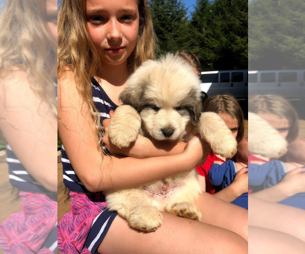 Medium Photo #1 Great Pyrenees Puppy For Sale in STAYTON, OR, USA