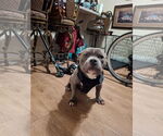 Small #1 American Pit Bull Terrier-Staffordshire Bull Terrier Mix