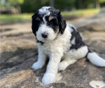 Puppy Tan girl Miniature Bernedoodle