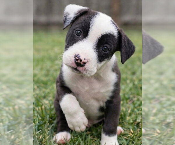 Medium Photo #1 Border Collie-Unknown Mix Puppy For Sale in Grovertown, IN, USA