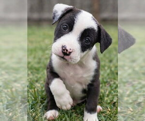 Border Collie-Unknown Mix Dogs for adoption in Grovertown, IN, USA