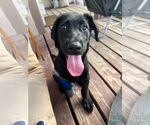 Small #3 Labrador Retriever Mix