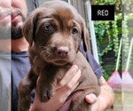 Puppy Red Labrador Retriever