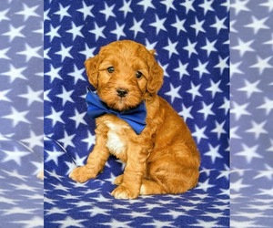 Cock-A-Poo Puppy for sale in CHRISTIANA, PA, USA