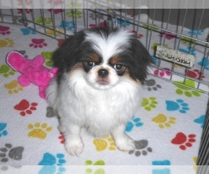 Japanese Chin Puppy for sale in ORO VALLEY, AZ, USA