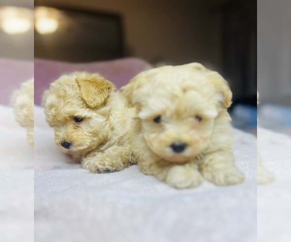 Medium Photo #6 Poodle (Toy) Puppy For Sale in SAN BERNARDINO, CA, USA