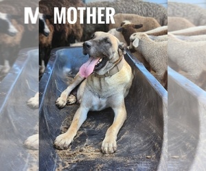 Mother of the Kangal Dog puppies born on 05/16/2025