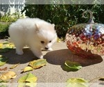 Small Photo #10 Pomeranian Puppy For Sale in CITRUS HEIGHTS, CA, USA