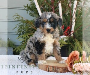 Bernedoodle (Miniature) Puppy for sale in NARVON, PA, USA