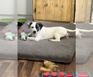 Shih Tzu-Unknown Mix Dogs for adoption in Rootstown, OH, USA