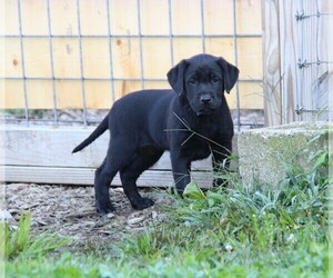 Labrador Retriever Puppy for sale in HYDE PARK, VT, USA