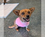 Small Chihuahua-Colonial Cocker Spaniel Mix