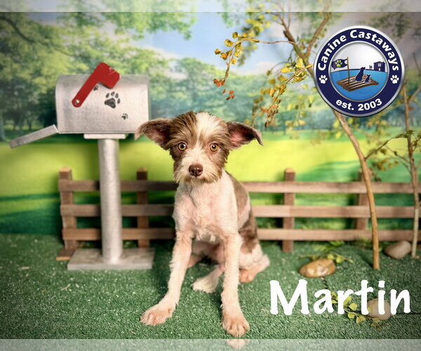 Medium Photo #3 Shih-Poo Puppy For Sale in Arcadia, FL, USA