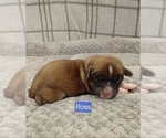 Small Photo #10 Puggle-Shih Tzu Mix Puppy For Sale in NEW YORK MILLS, MN, USA