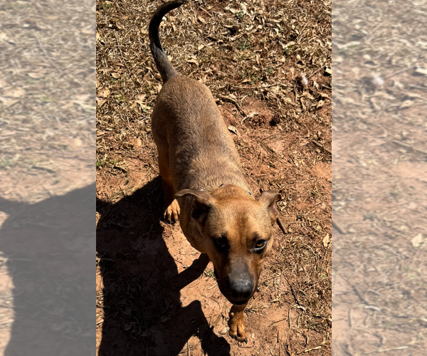 Medium Photo #2 Black Mouth Cur-Unknown Mix Puppy For Sale in Decatur, GA, USA