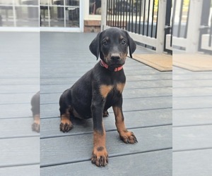 Doberman Pinscher Puppy for sale in MONROE, NC, USA