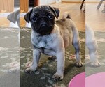 Small #3 Pug