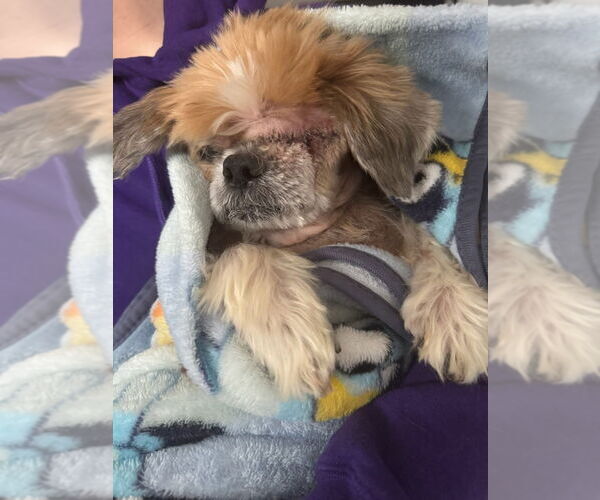 Medium Photo #2 Shih Tzu-Unknown Mix Puppy For Sale in Mooresville, NC, USA