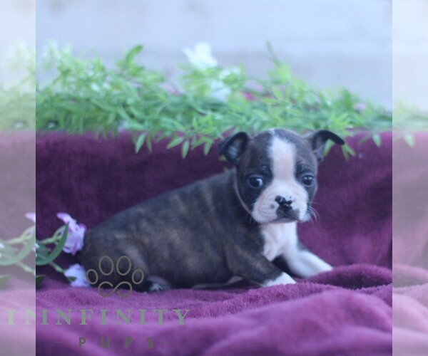 Medium Photo #2 Boston Terrier Puppy For Sale in PORT ROYAL, PA, USA