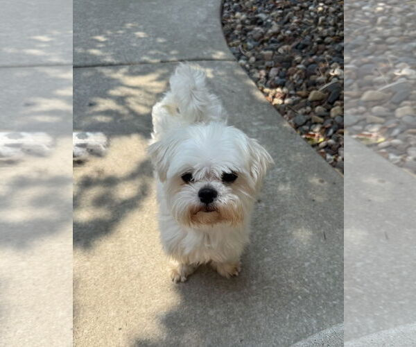 Medium Photo #2 Maltese Puppy For Sale in St. Louis Park, MN, USA