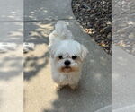 Small #1 Maltese