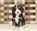 Small #3 Bernedoodle (Miniature)-Cavapoo (Miniature) Mix