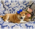 Small Photo #5 Shiba Inu Puppy For Sale in OXFORD, PA, USA