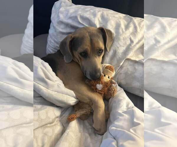 Medium Photo #5 Mutt Puppy For Sale in Greenville, SC, USA