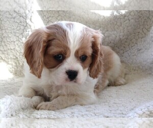 Cavachon Puppy for sale in FREDERICKSBURG, OH, USA