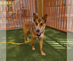 German Shepherd Dog-Unknown Mix Dogs for adoption in Las Vegas, NV, USA