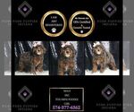 Puppy Maui AKC Poodle (Toy)