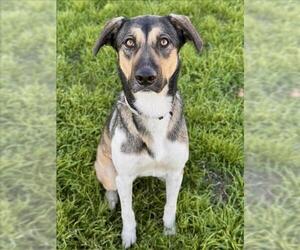 Labrador Retriever-Unknown Mix Dogs for adoption in Conroe, TX, USA