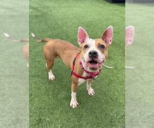 Mutt Dogs for adoption in San Francisco, CA, USA