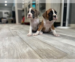 Boxer Puppy for Sale in ONTARIO, California USA