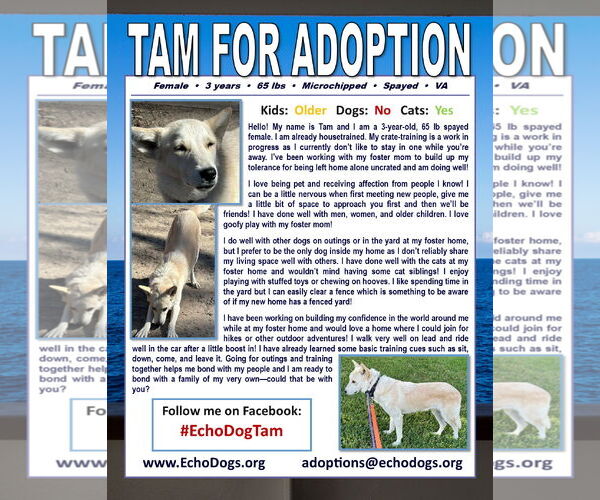 Medium Photo #4 Unknown-white german shepherd Mix Puppy For Sale in Hoffman Estates, IL, USA