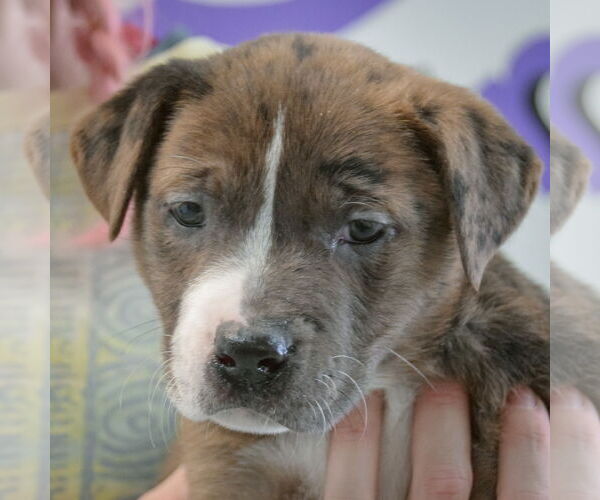 Medium Photo #6 American Staffordshire Terrier-Boxer Mix Puppy For Sale in Huntley, IL, USA