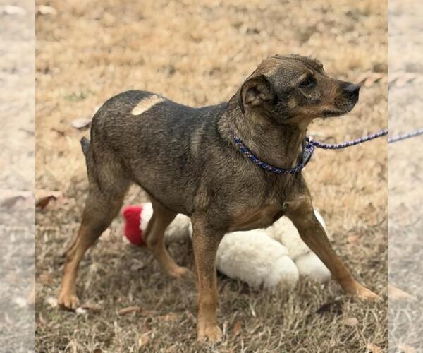 Medium Photo #2 Feist Terrier-Unknown Mix Puppy For Sale in Yardley, PA, USA