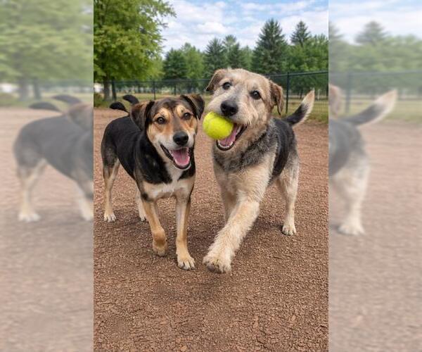 Medium Photo #1 Labrador Retriever Puppy For Sale in Globe, AZ, USA