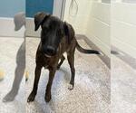 Small Holland Shepherd Mix